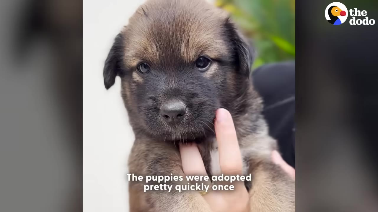 A close-up of a fluffy brown and black puppy being held by a person's hand.
