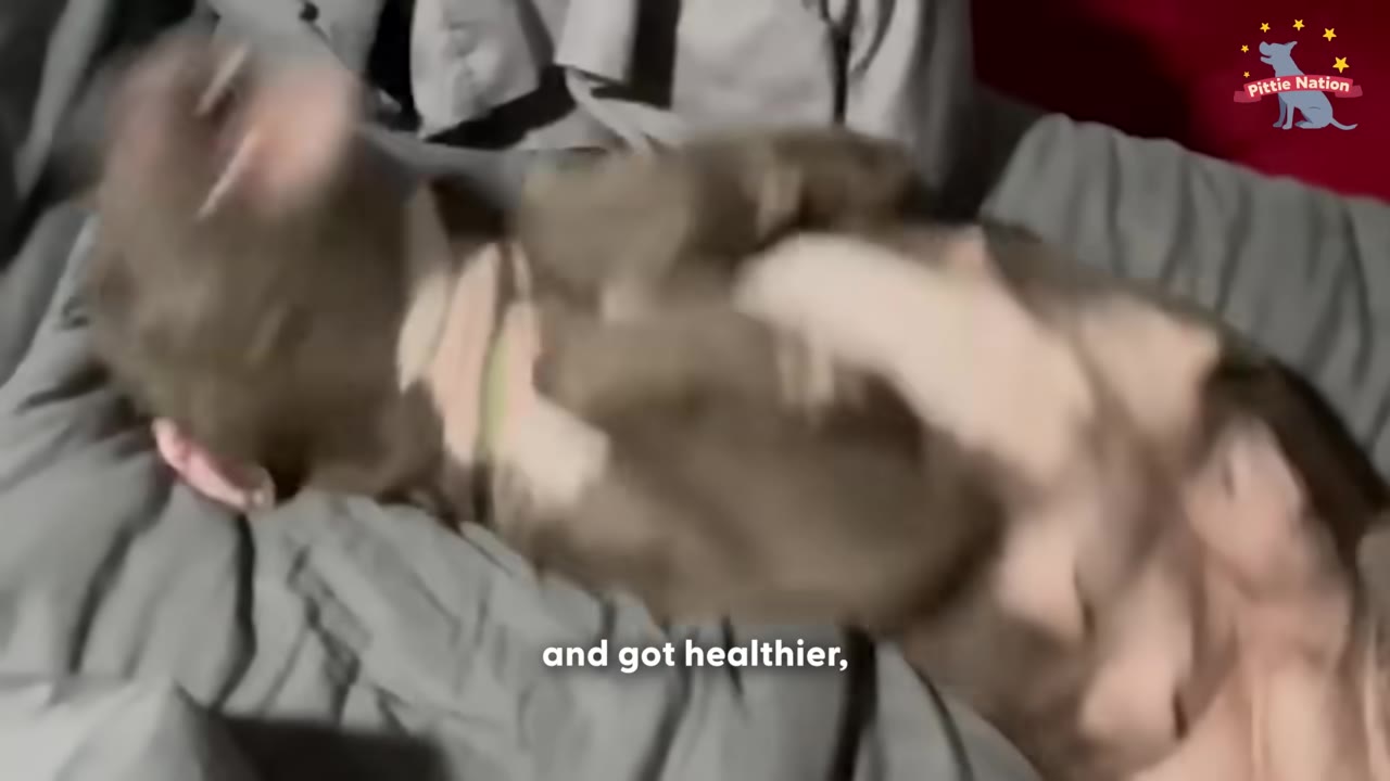 A brown dog lies on its back on a grey blanket, receiving belly rubs.