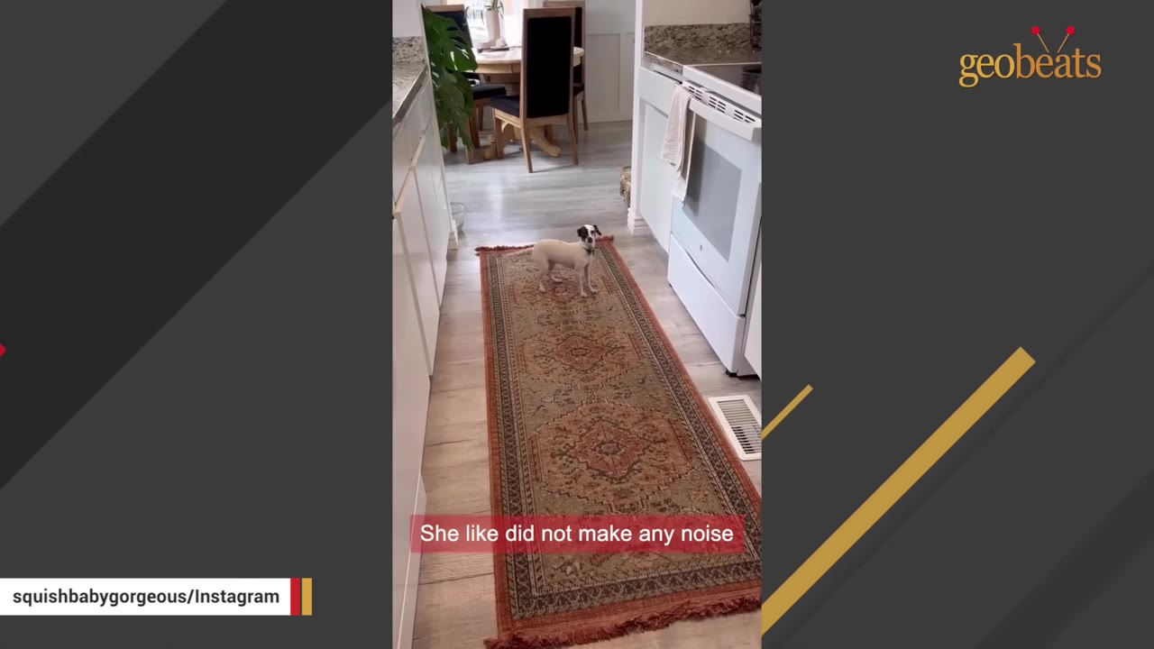 A small white and black dog stands quietly on a long patterned rug in a kitchen hallway.