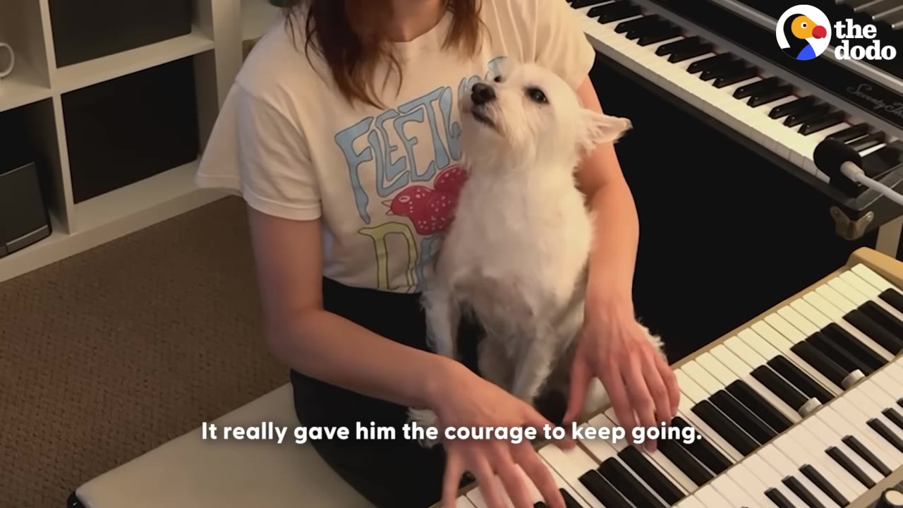 A small white dog sits on a woman's lap as she plays a keyboard instrument, looking up attentively.