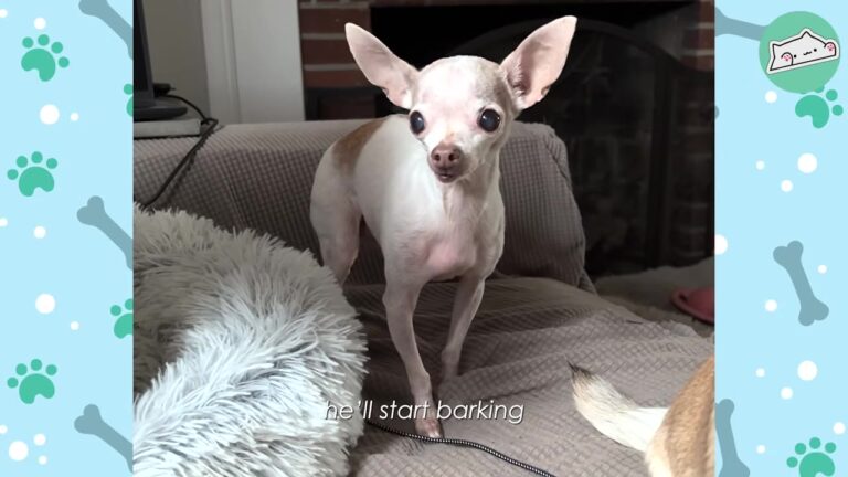 California Chihuahua Was Afraid Of Shadows Before One Unexpected Sound Brought His Mom To Tears
