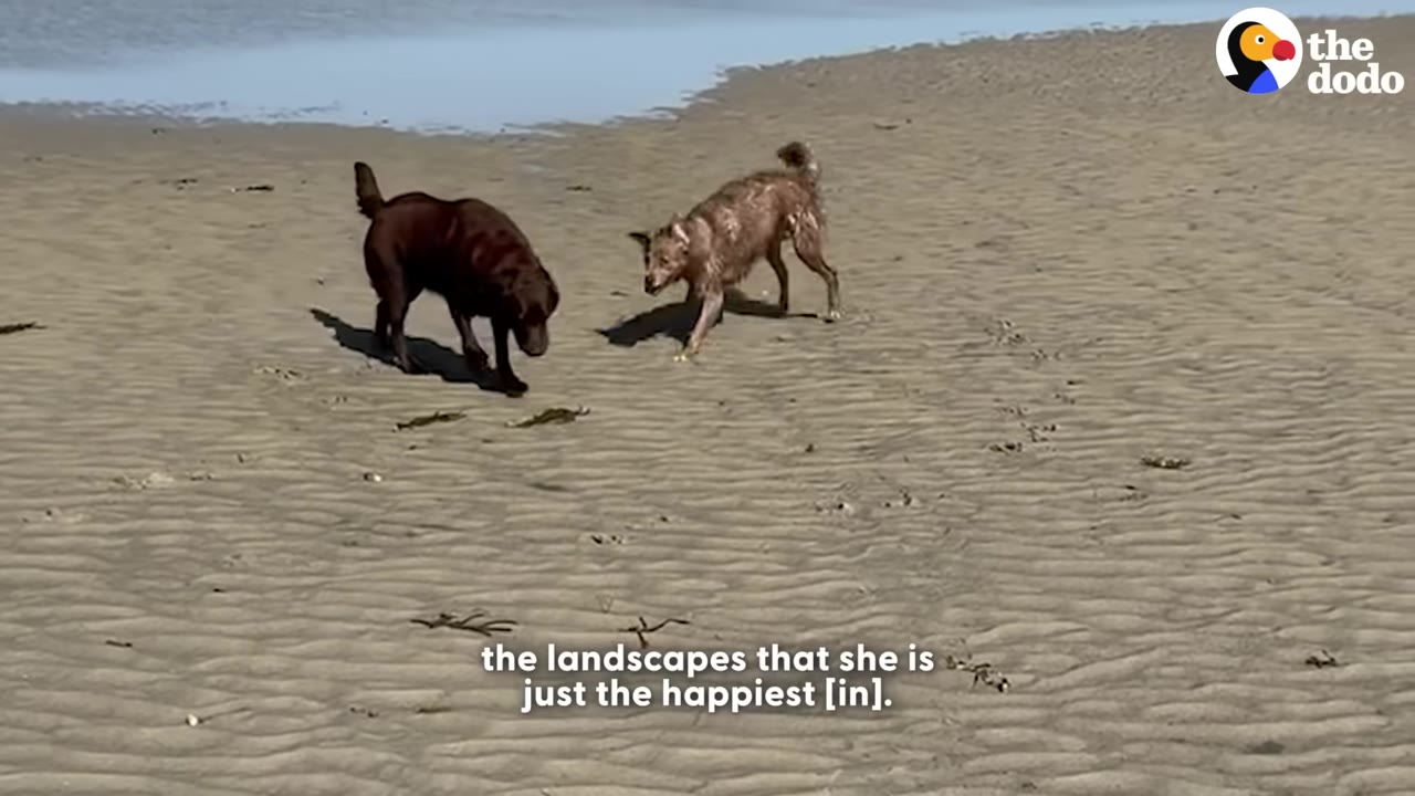 Two dogs, one dark brown and one light brown, play on a wide, sandy beach near the water's edge.