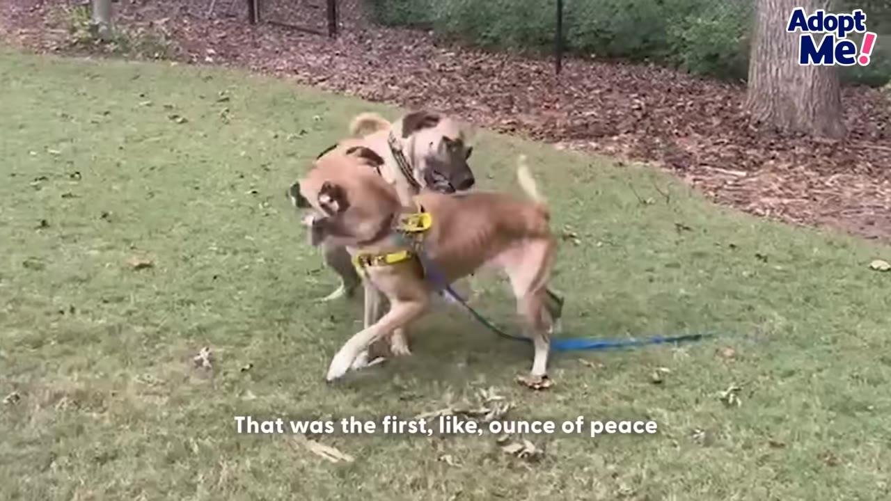 Two tan dogs with collars and harnesses interact on a grassy lawn.