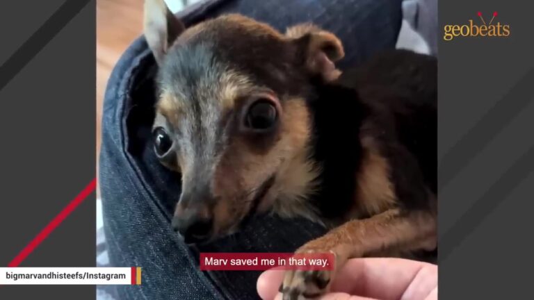 Every Vet Examined This California Dog’s Unusual Body And Reached The Same Conclusion