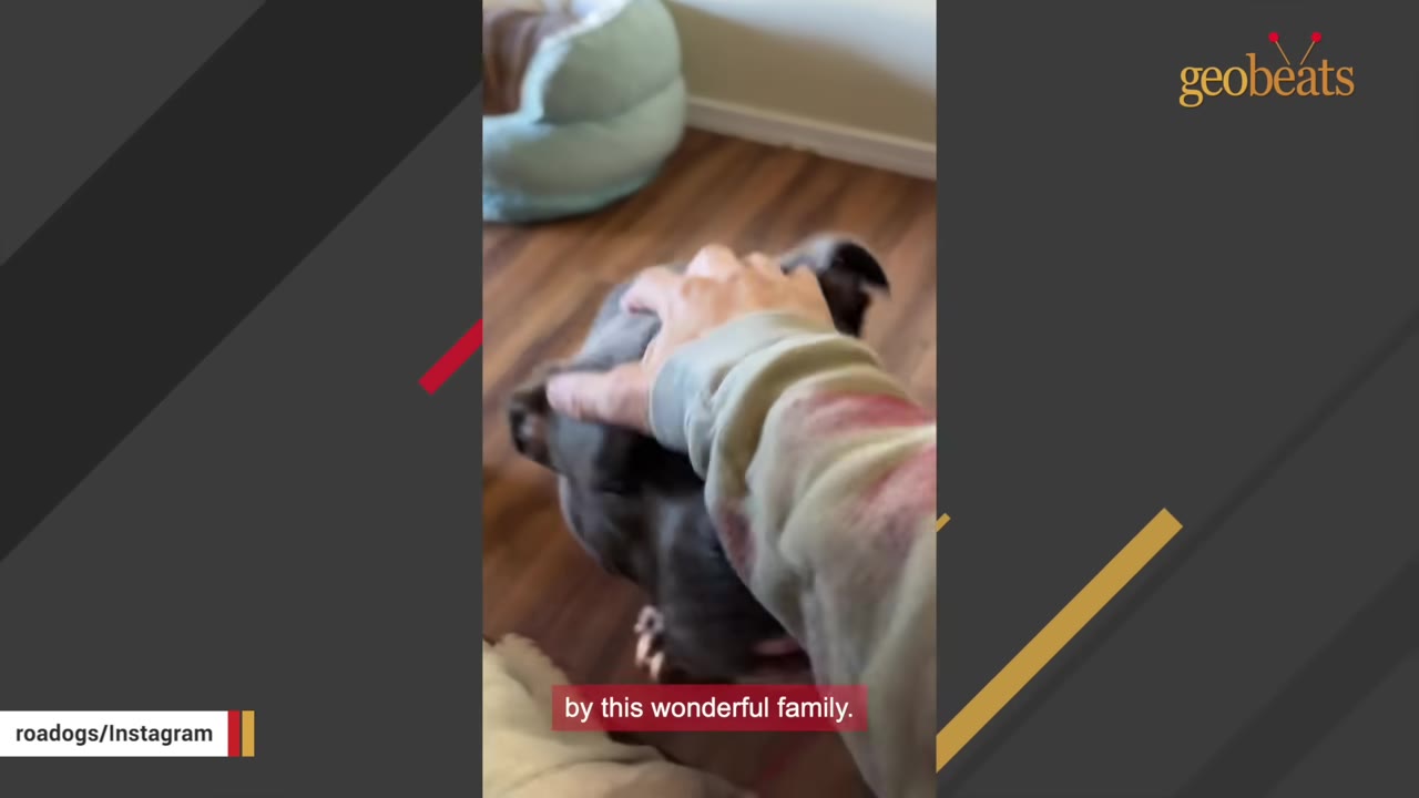 A person's hand gently petting a grey dog's head indoors.