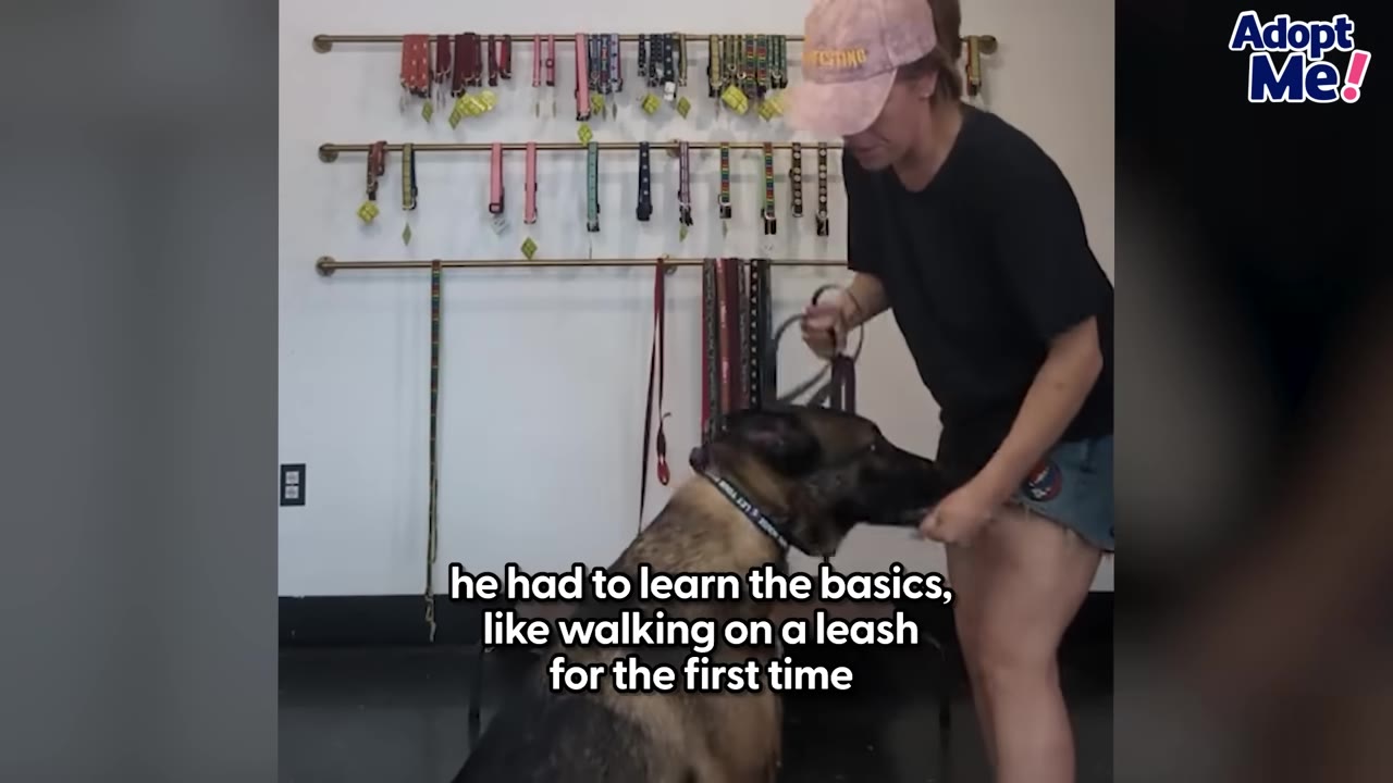 A German Shepherd dog sits patiently as a woman in a pink cap and black t-shirt prepares to attach a leash, with a wall of colorful dog collars behind them.