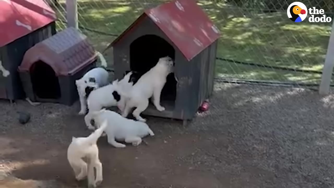 Five white puppies running and playing outside near several doghouses.
