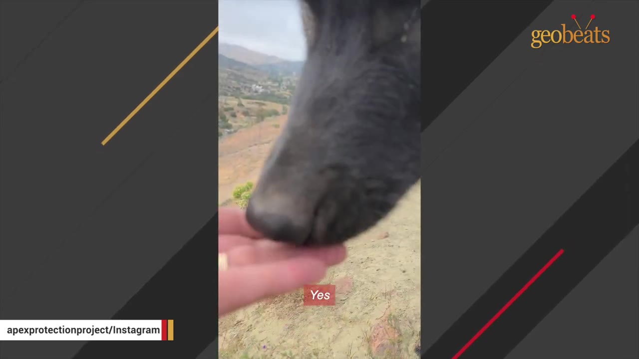 A close-up of a large black dog's snout sniffing a person's open hand outdoors.