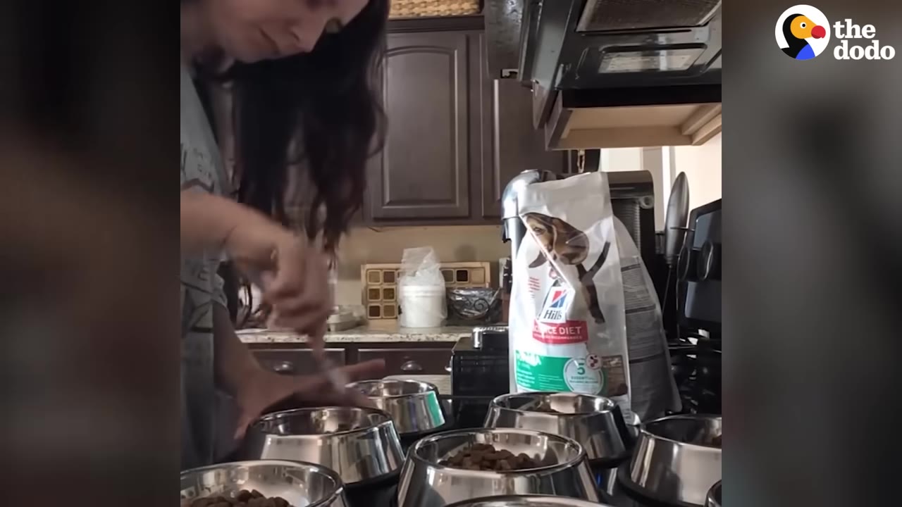 A woman in a kitchen prepares dog food, scooping kibble into several stainless steel dog bowls lined up on the counter next to a large bag of Hill's Science Diet dog food.