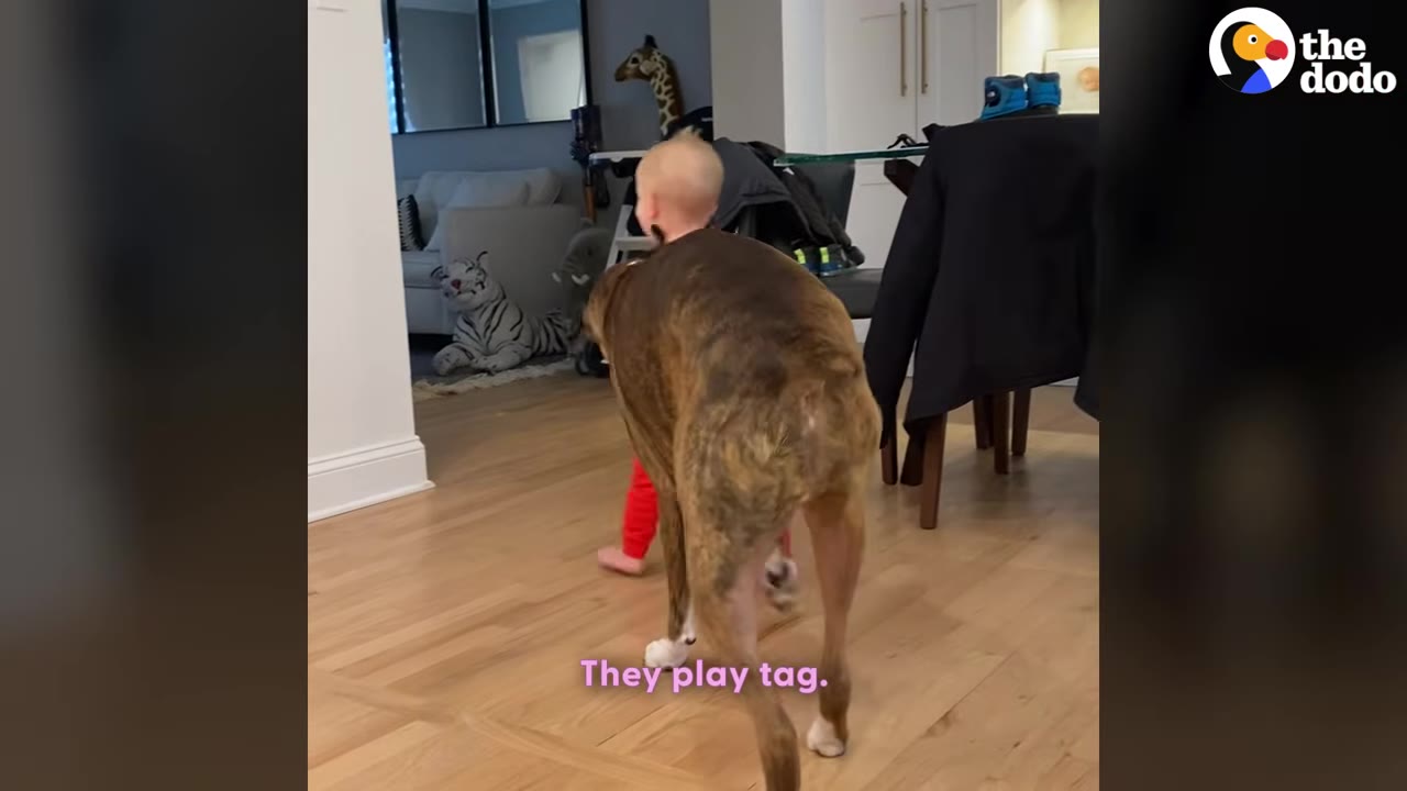 A large brindle dog follows closely behind a toddler in red pants as they walk through a house.