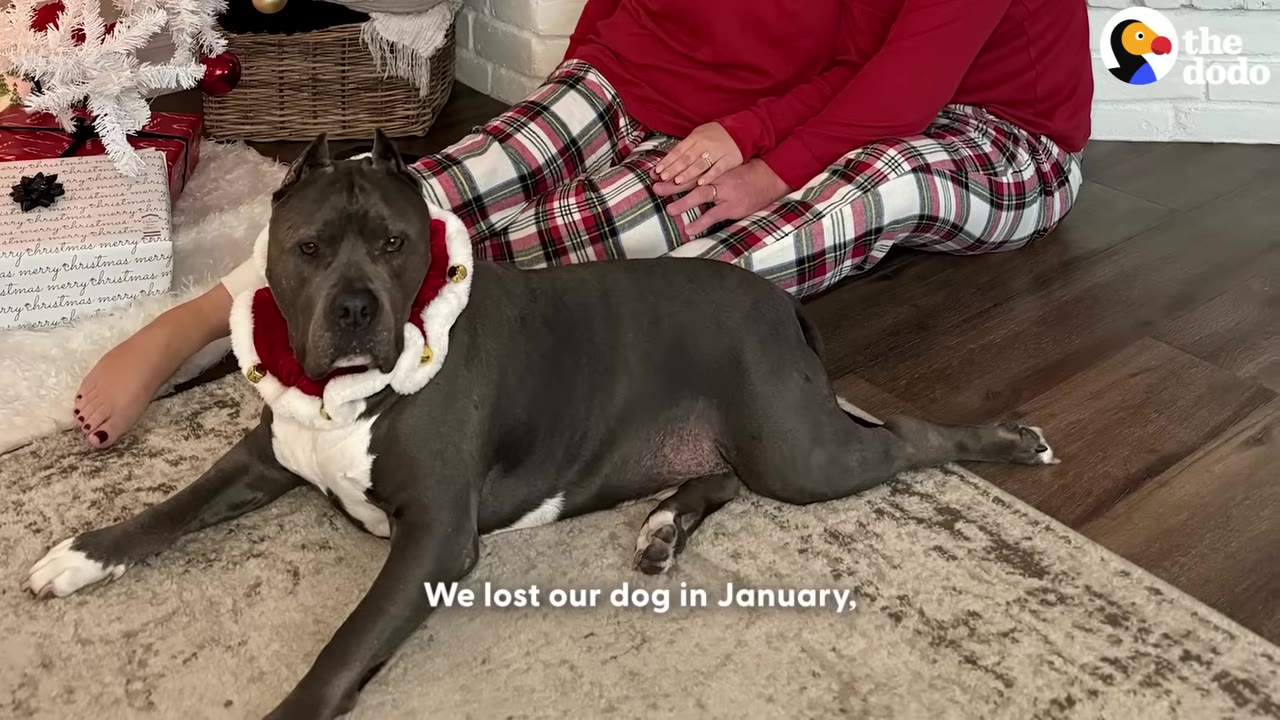 A grey pit bull-type dog wearing a red and white festive collar lies on a rug next to a person wearing plaid pajama pants.