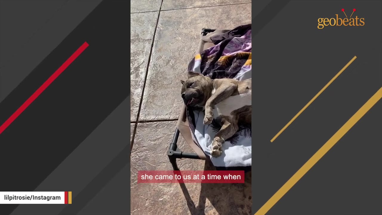 A brindle dog lies comfortably on a raised pet cot with a blanket, resting in the sun.