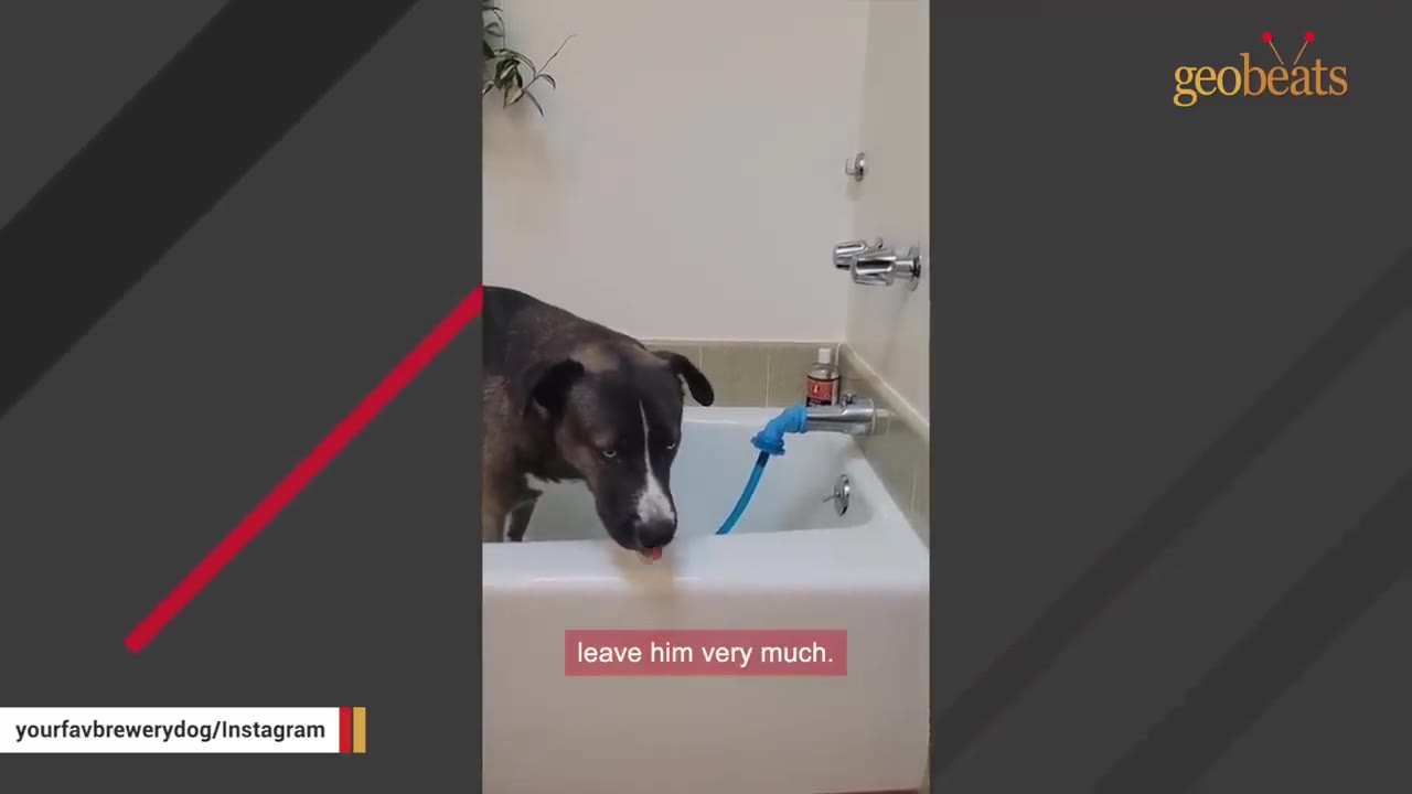 A dark-colored dog with white markings on its face stands inside a white bathtub, looking down with a tentative expression.