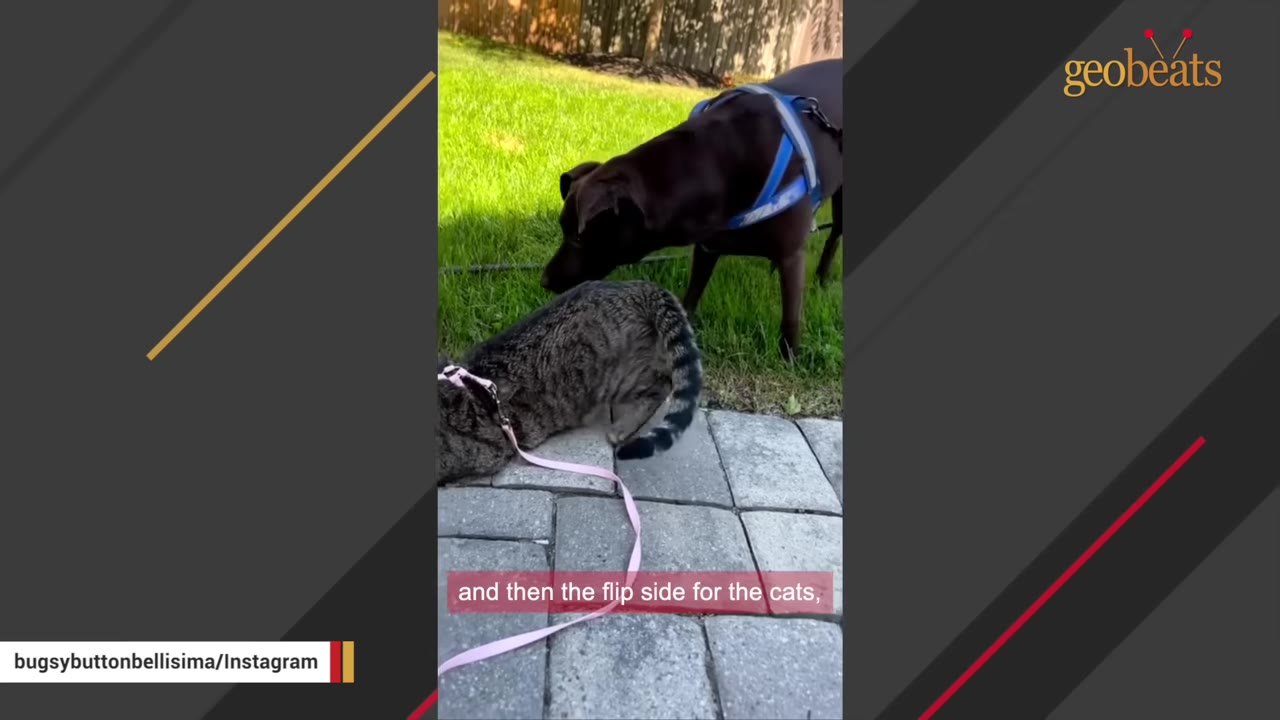 A dark brown dog wearing a blue harness leans down to sniff a tabby cat wearing a pink harness on a stone patio.