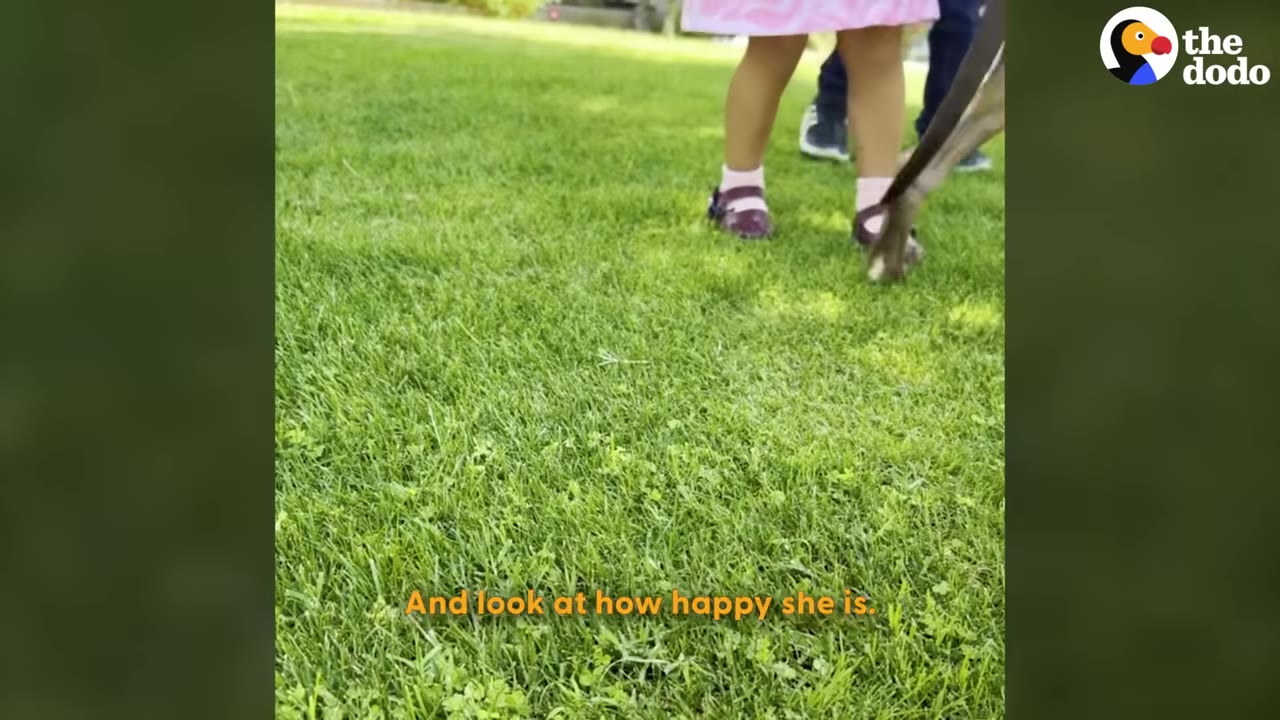 A small dog on a leash walks on a green lawn next to a child wearing a pink dress and purple shoes.