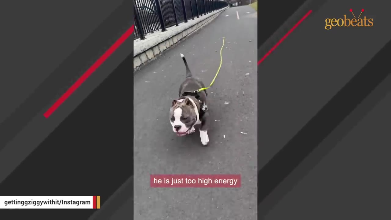 A gray and white bulldog walks on a leash along a paved path, with text overlay reading 'he is just too high energy'.