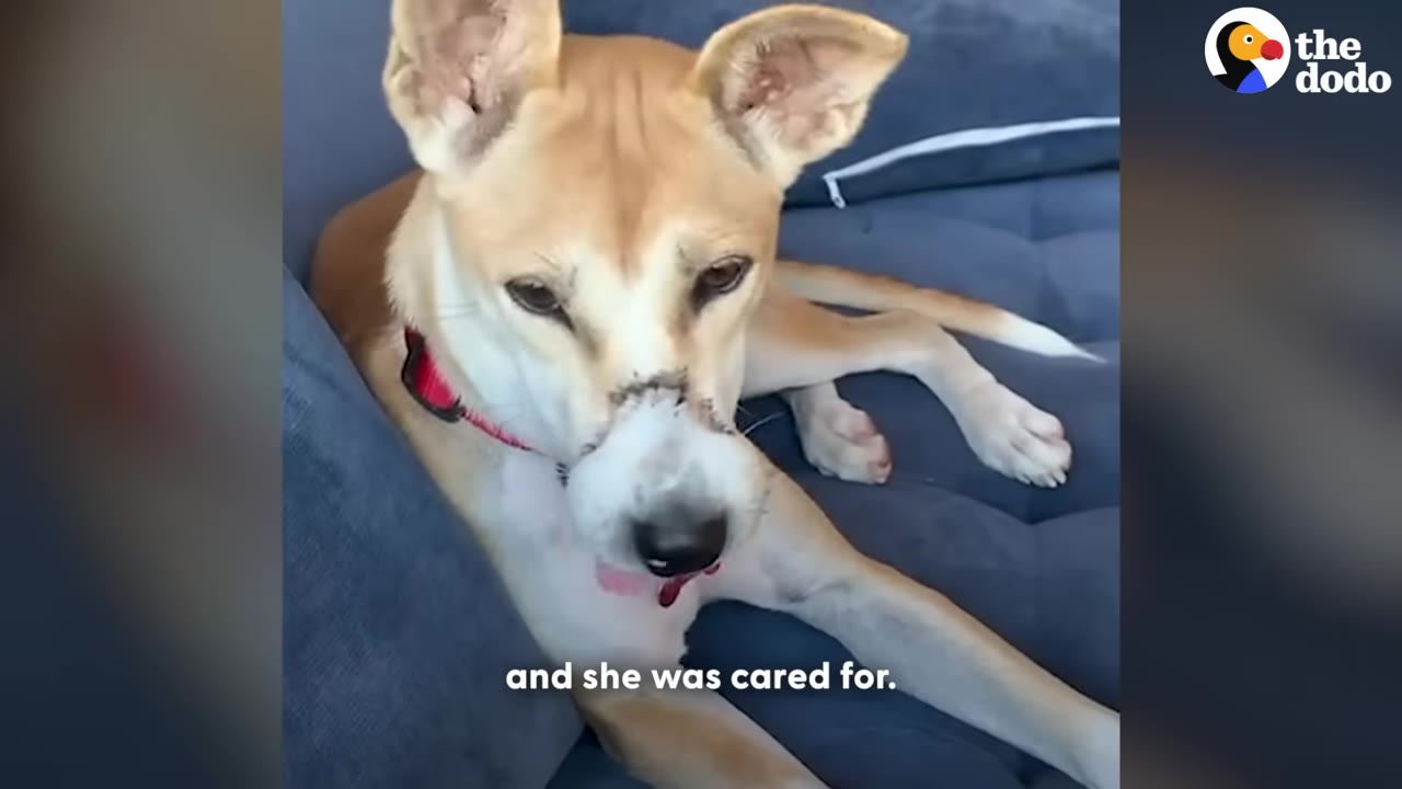 A tan and white dog with large ears and a pink collar rests comfortably on a blue couch.