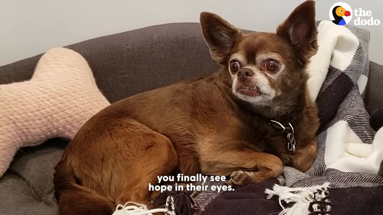 A close-up of a small brown Chihuahua-mix dog with wide, expressive eyes lying on a dog bed with a plaid blanket.