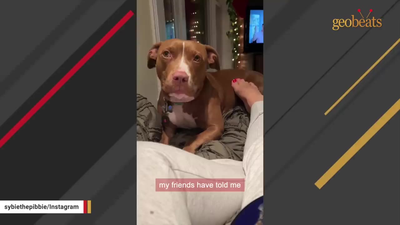A brown and white pit bull mix named Sybie sits on a bed, looking directly at the camera with wide, expressive eyes.
