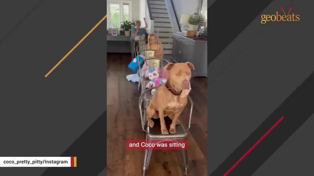 A light brown dog sits upright on a metal chair in a row of chairs lined up like a train inside a house, with children sitting behind her.
