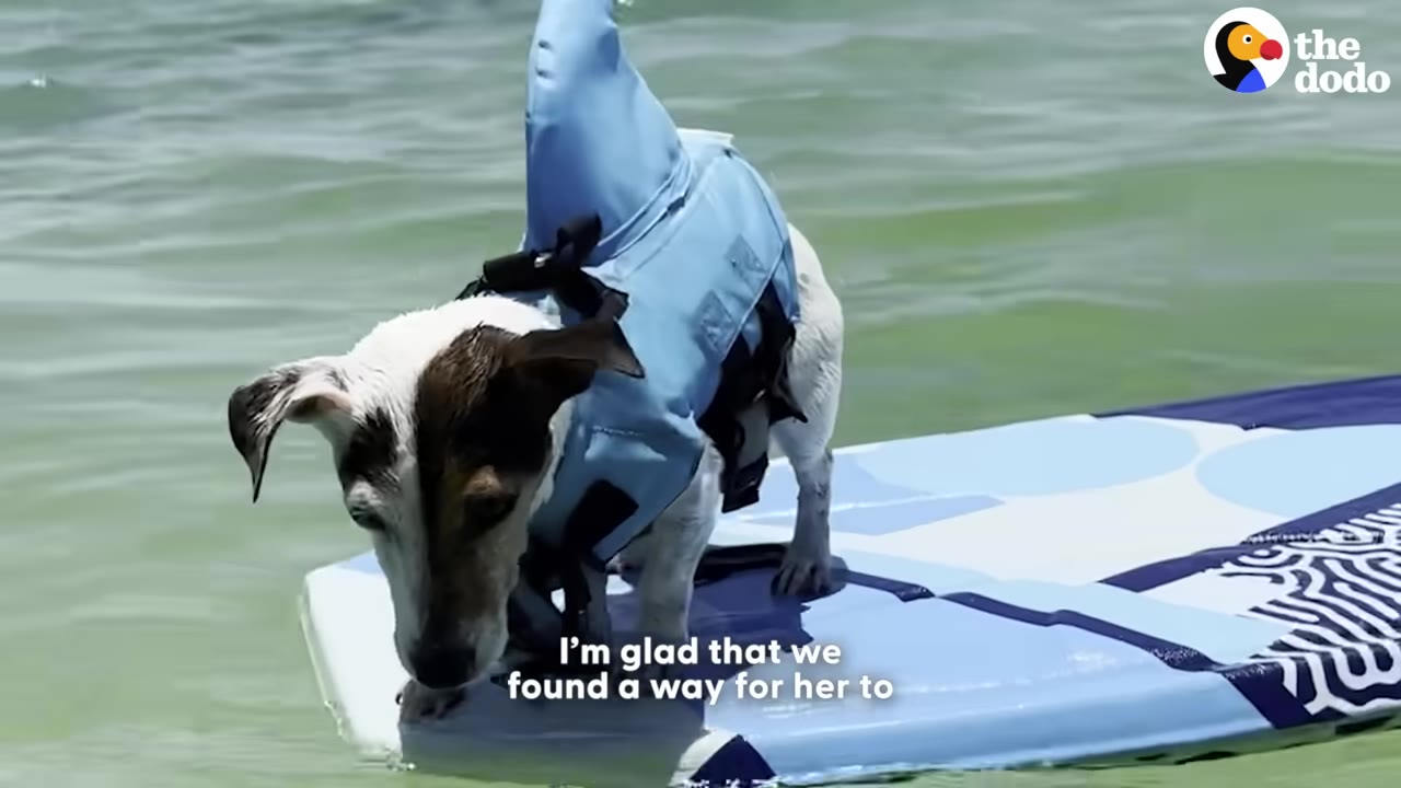 A Jack Russell Terrier wearing a blue shark-fin life jacket stands on a blue and white surfboard in the water, looking down.