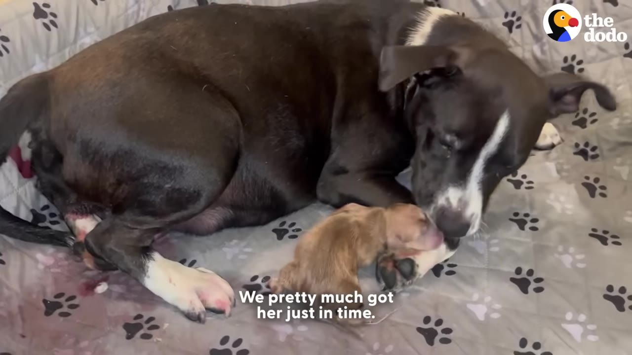 A black and white dog lies on a grey blanket with paw print patterns, gently licking her newborn light brown puppy.