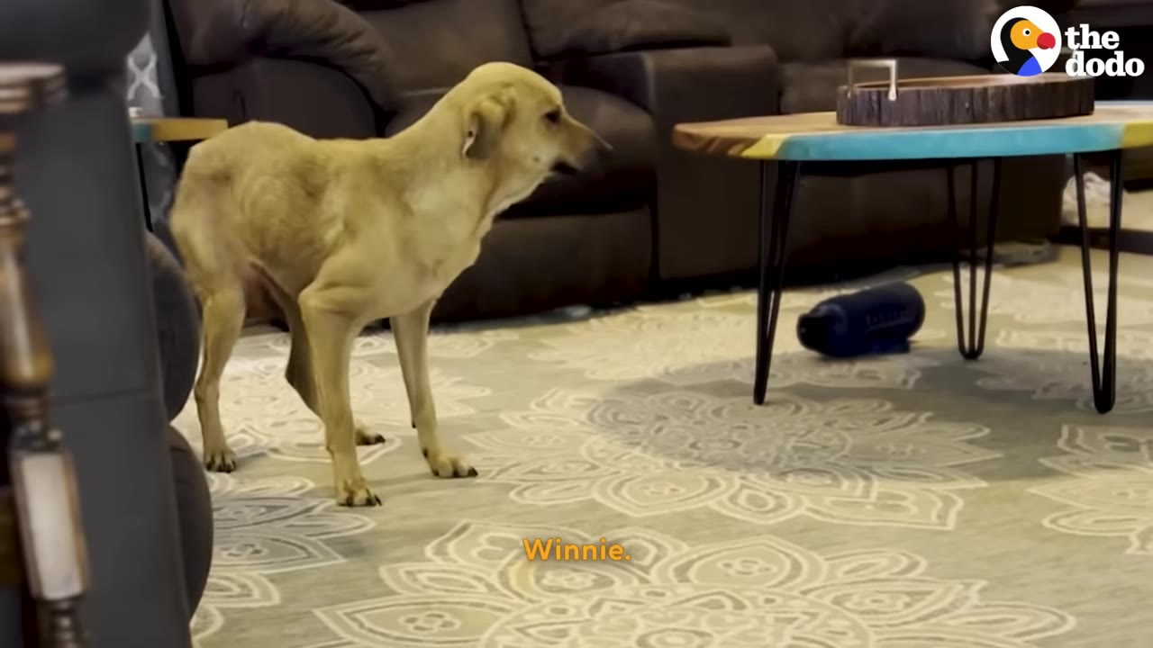 A light brown dog stands cautiously on a patterned rug in a living room near a coffee table.