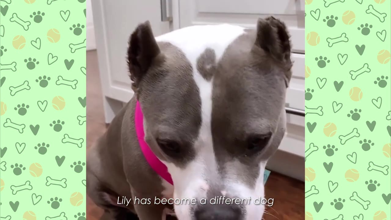 A close-up shot of a grey and white pit bull-type dog with cropped ears looking down, wearing a pink collar, with the text 'Lily has become a different dog' overlaid at the bottom.