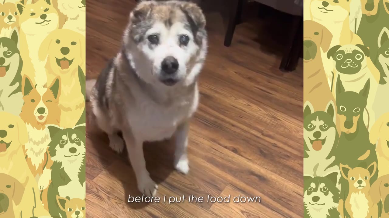 An older husky-mix dog sitting on a wooden floor, looking directly at the camera.