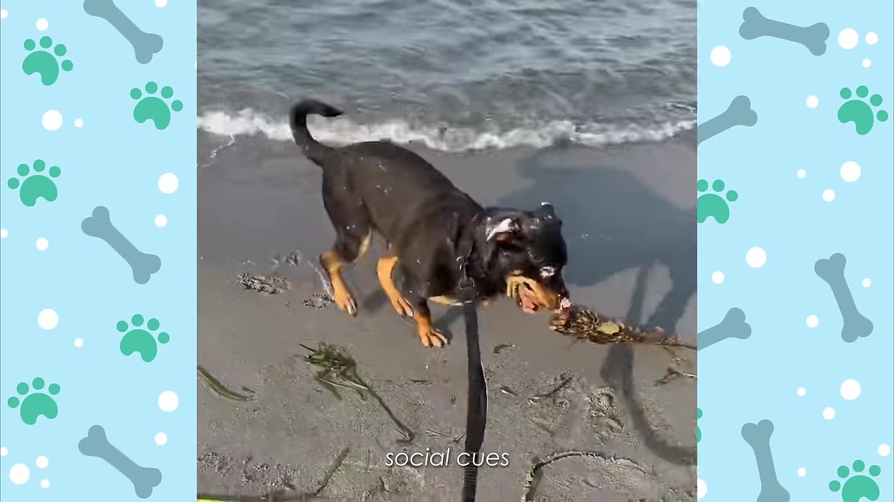 A black and tan dog on a leash explores a sandy beach near the water's edge.