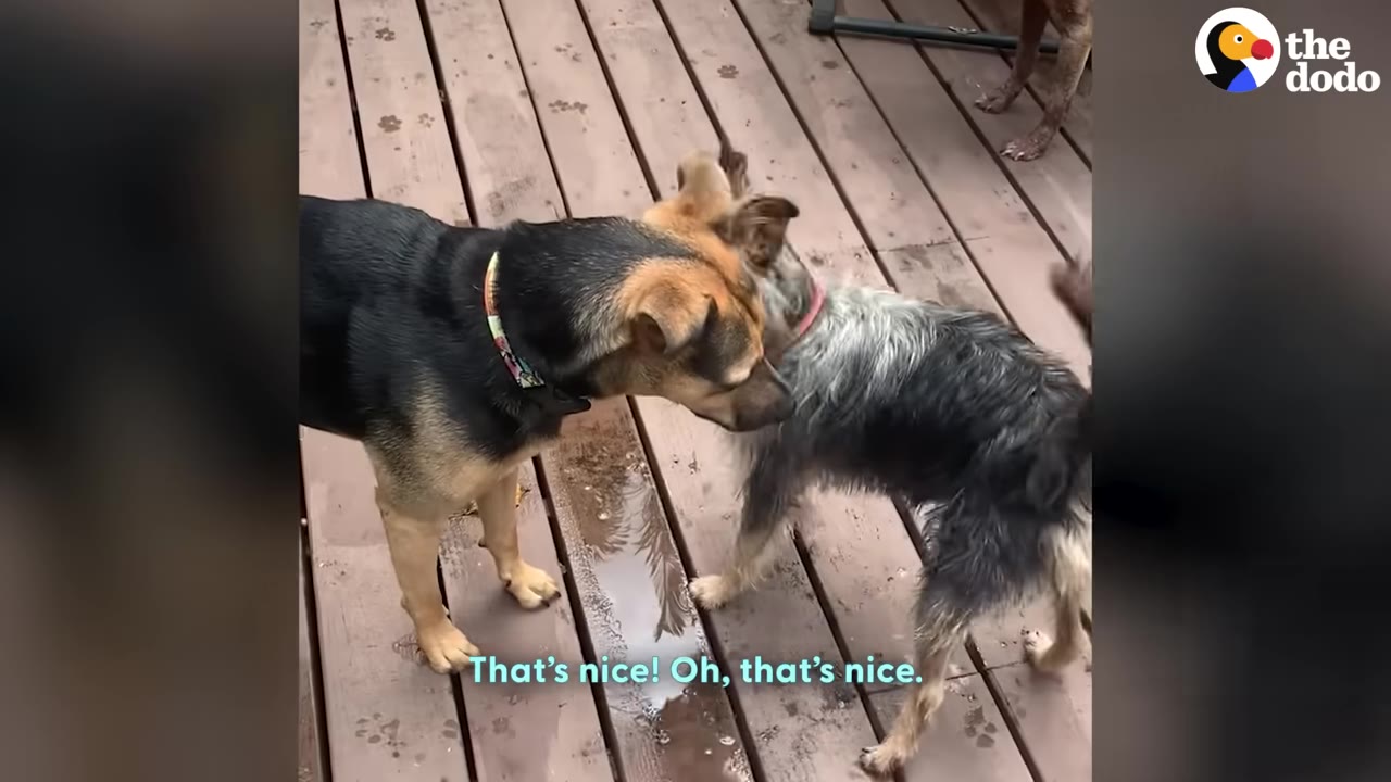 A black and tan dog and a small scruffy grey dog interact on a wooden deck.