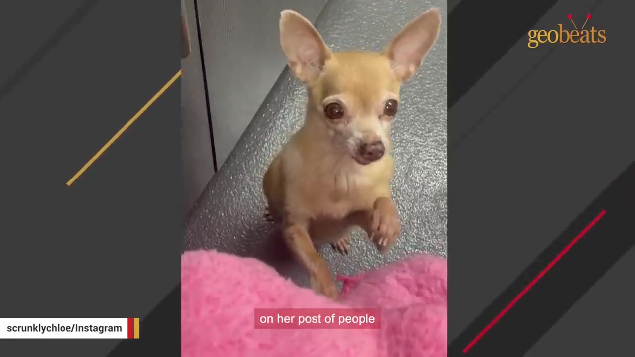 A small tan chihuahua stands on its hind legs, looking forward with wide, curious eyes.