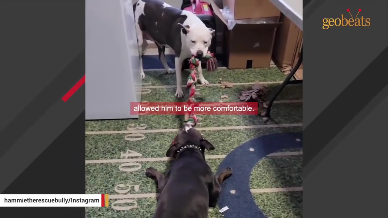 A black and white dog and a grey and white dog playing tug-of-war with a rope toy on a green carpet designed to look like a football field.