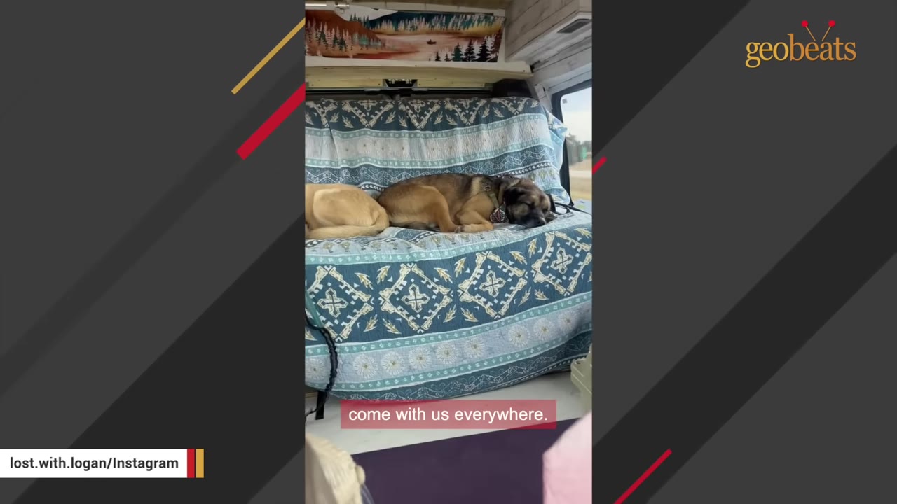 Two dogs sleep on a patterned blue sofa inside a van.