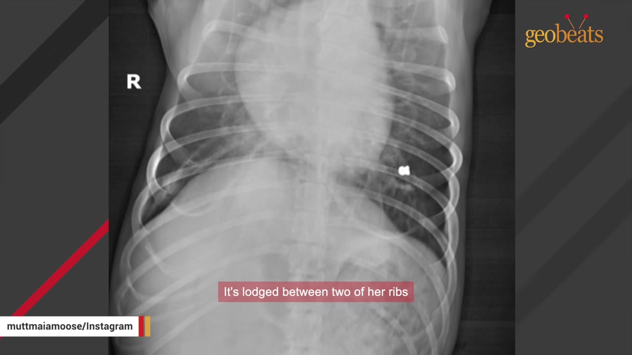An X-ray of a dog's rib cage showing a small, bright white bullet lodged between two ribs on the right side of the image.