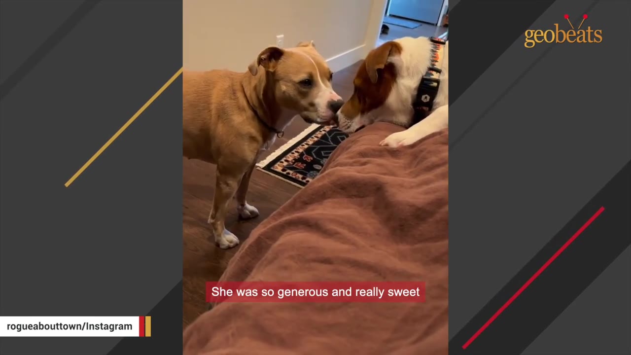 A tan dog stands on a wooden floor and gently touches noses with a white and brown dog resting on a bed.