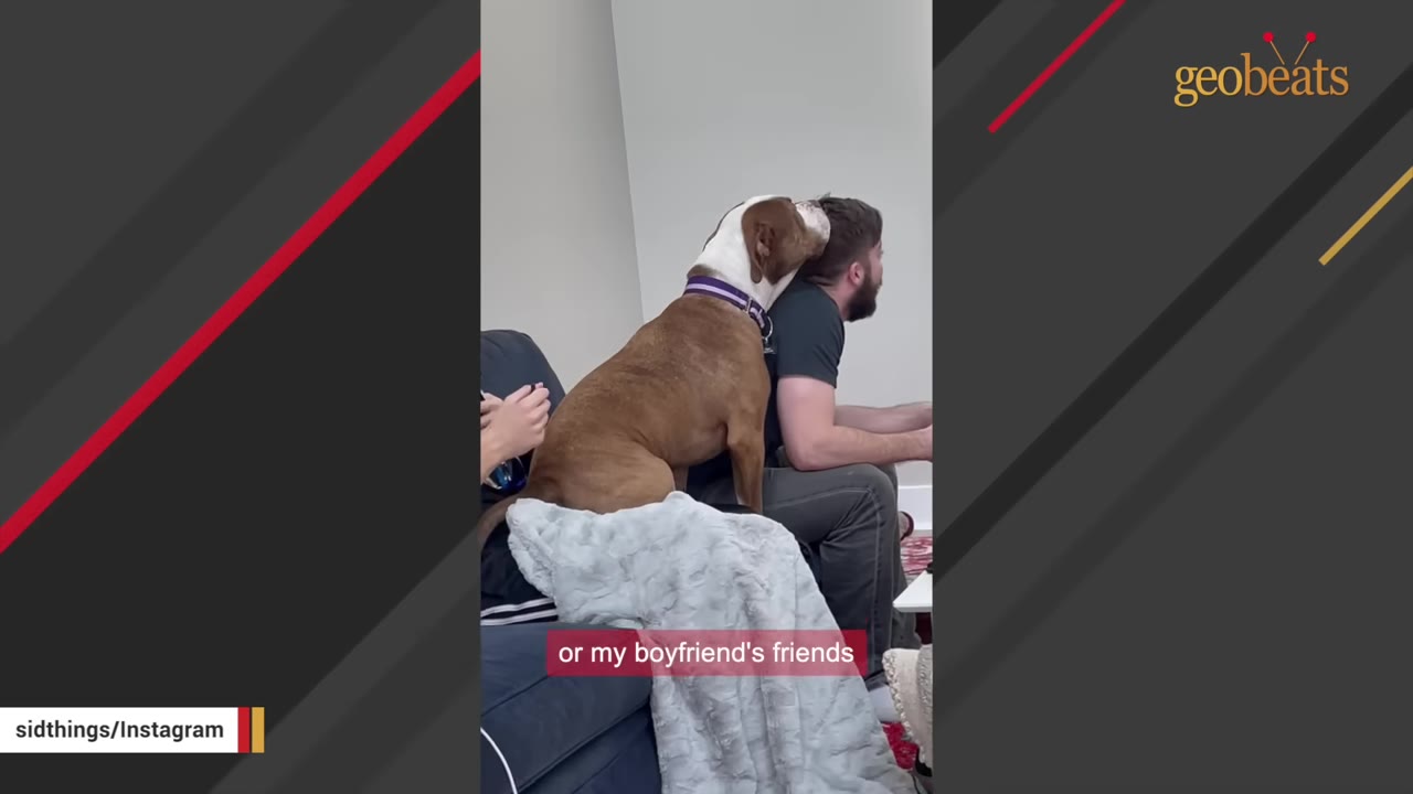 A brown and white dog sits on a blue couch behind a man, resting its head affectionately on the back of the man's neck.