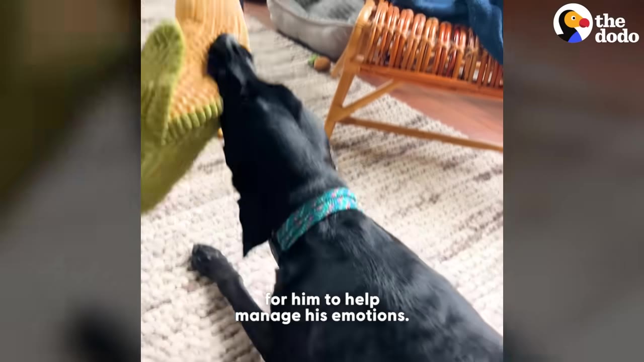 A black dog with a blue collar bites a plush carrot toy on a rug.