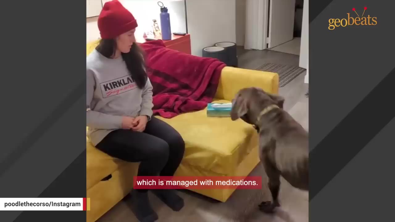 A brown dog stands in a living room facing a woman wearing a red beanie and a grey sweatshirt who is sitting on a yellow couch.