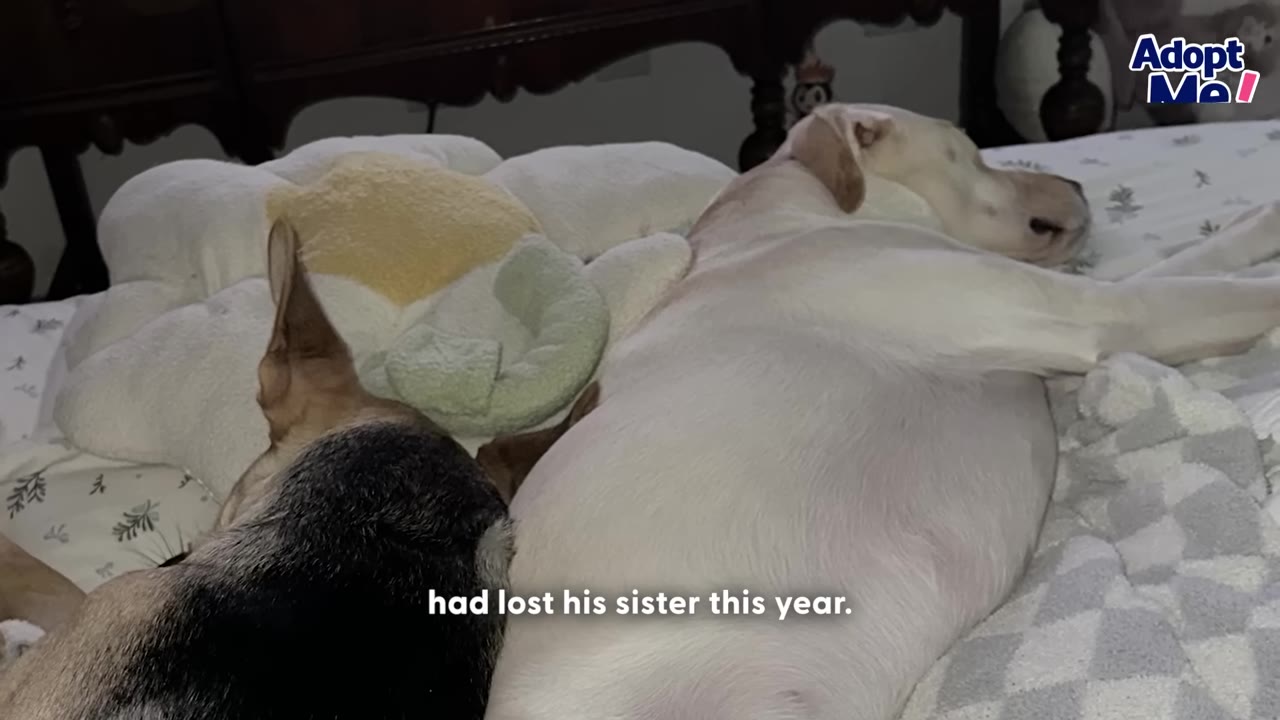 A white dog and a black-and-tan dog lying down together on a bed with pillows.