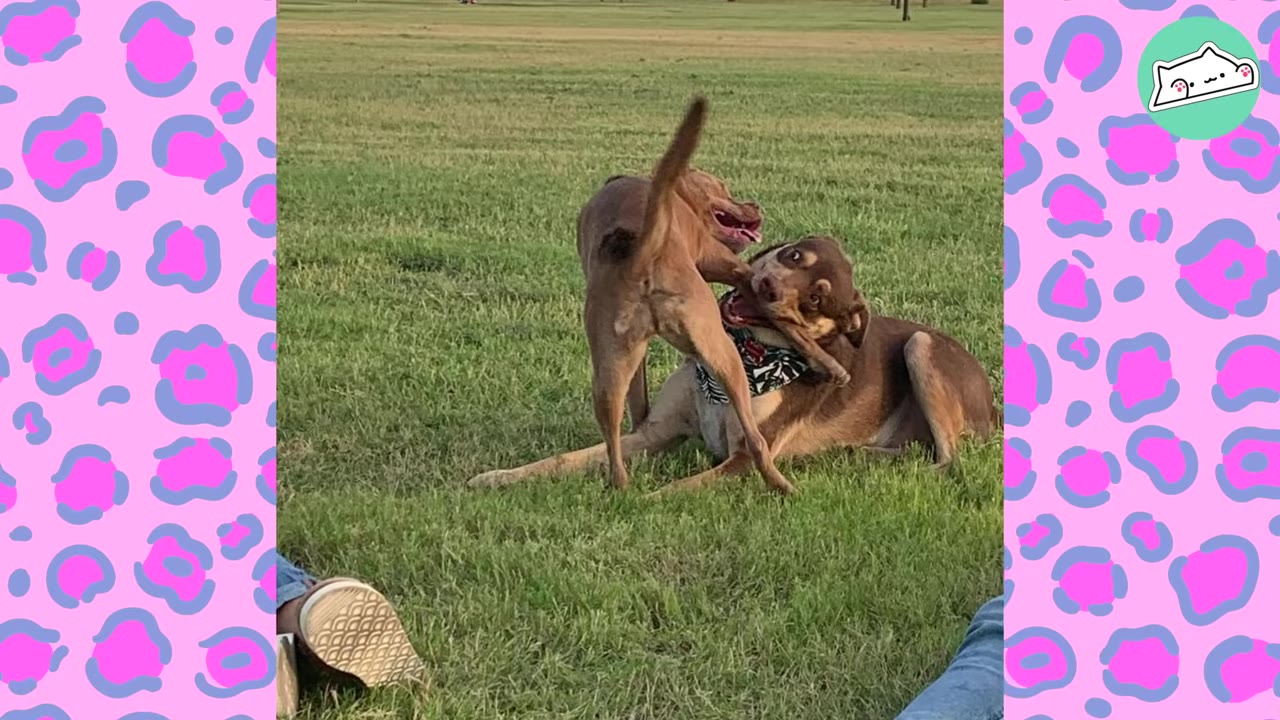 Two brown dogs playfully wrestling on a green grassy field.