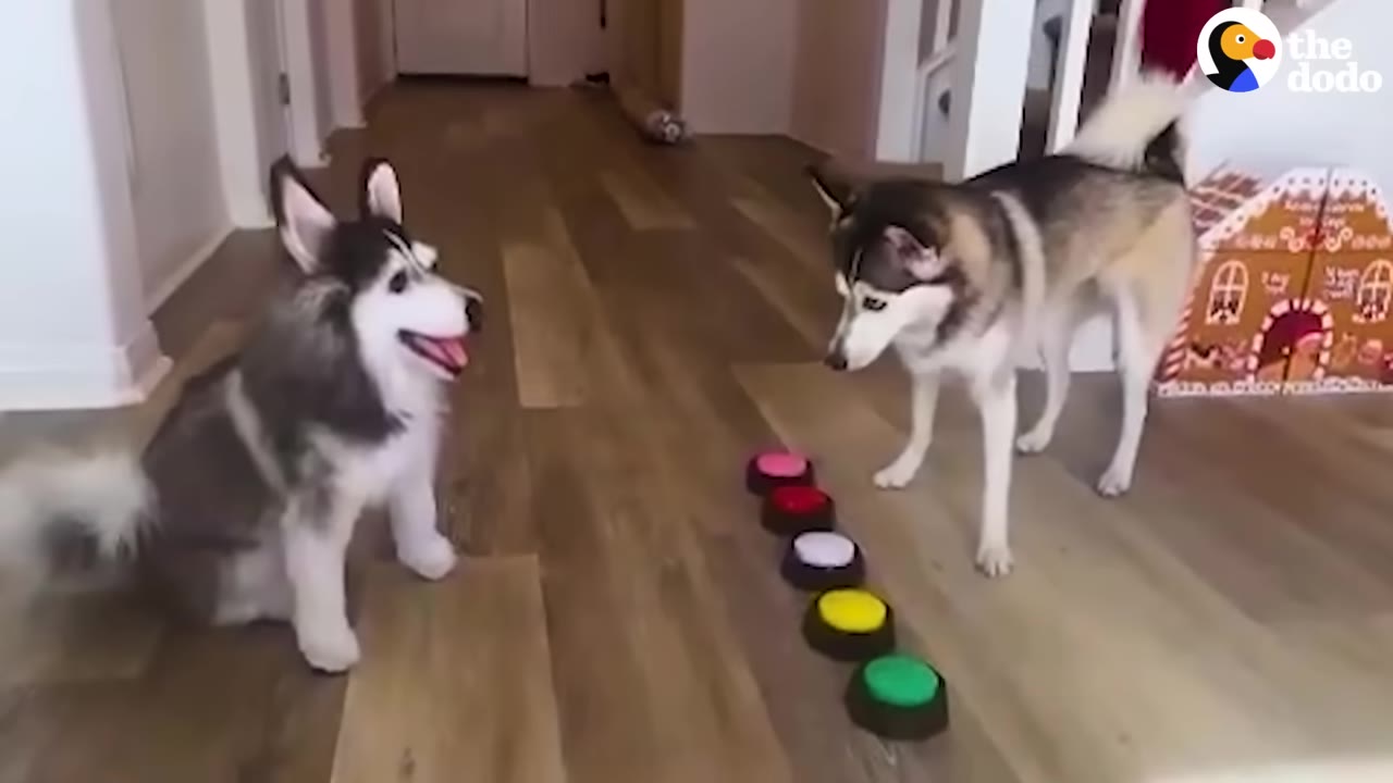 A husky dog stands on a wooden floor looking at a realistic stuffed animal husky clone sitting opposite it, with a row of colorful recordable buttons between them.