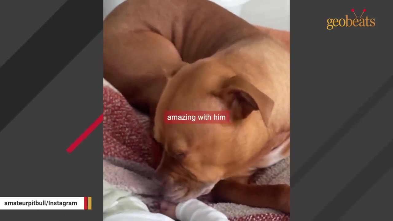 A brown dog gently sniffs the tiny hand of a baby wearing a white long-sleeved shirt.