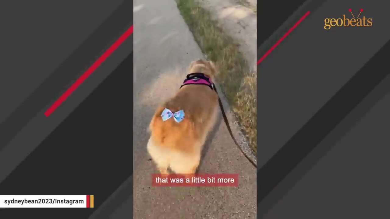 A golden retriever-mix dog seen from behind walking on a sidewalk, wearing a blue bow on her rear end where her tail would be.