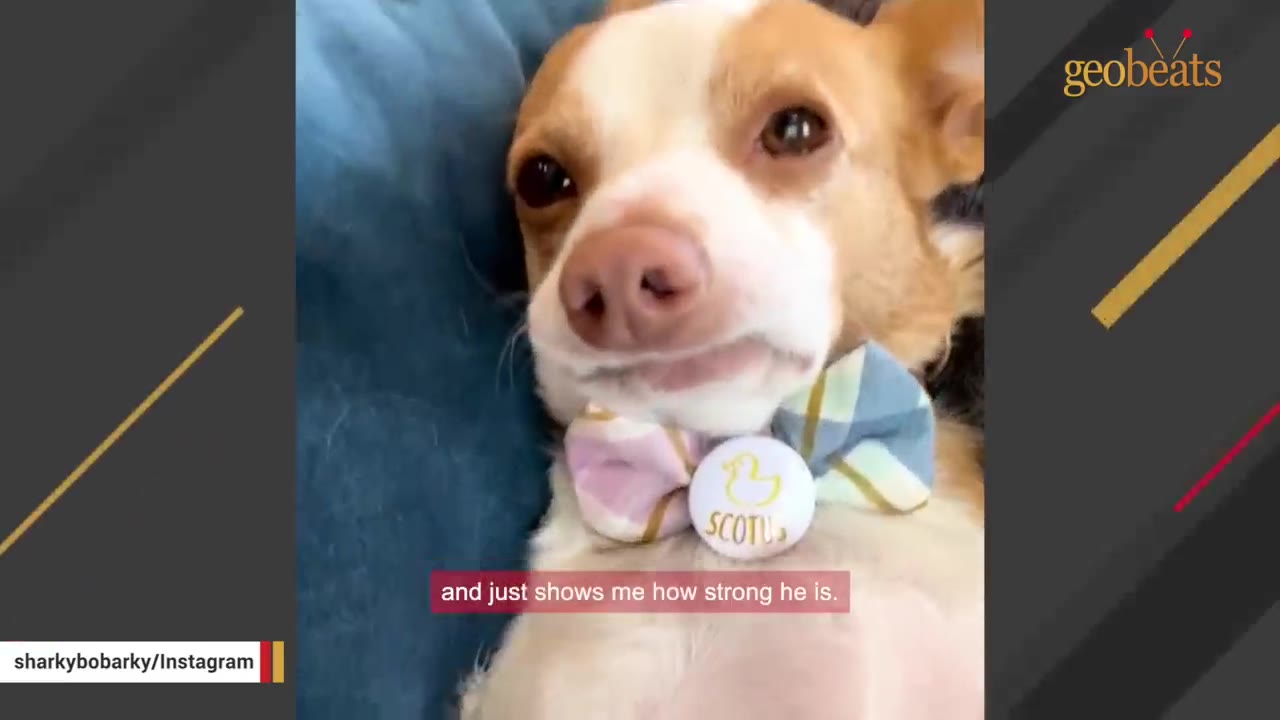 A close-up of a tan and white dog named Jaqueenie lying on his back, wearing a bow tie and a pin that says SCOTUS.