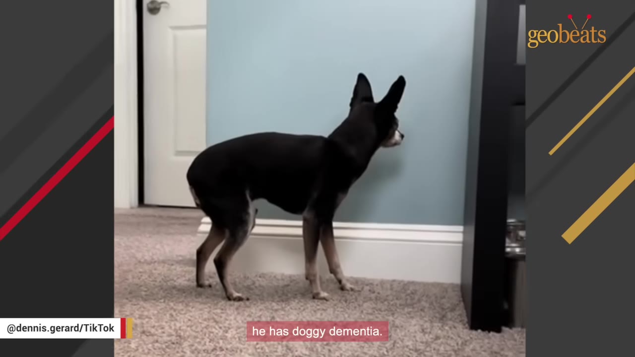 A small black and tan dog stands on a carpeted floor, staring closely at a plain blue wall, illustrating a symptom of doggy dementia.