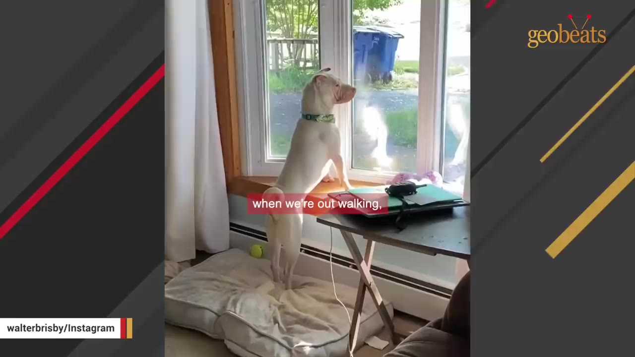 A white dog stands on its hind legs on a dog bed, looking out a window.