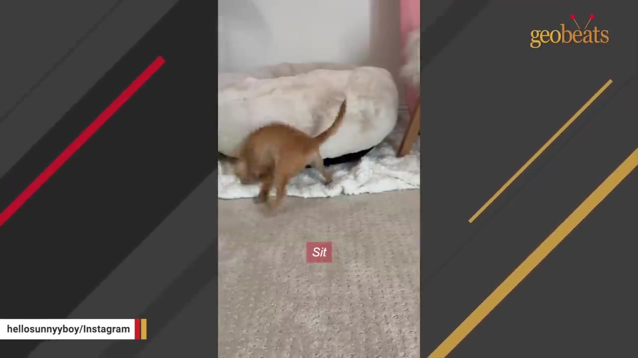 A small brown dog on a carpeted floor next to a plush dog bed, with a text overlay that reads 'Sit'.