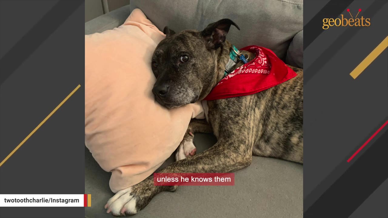 A brindle dog wearing a red bandana rests its head on a pink pillow on a grey couch.