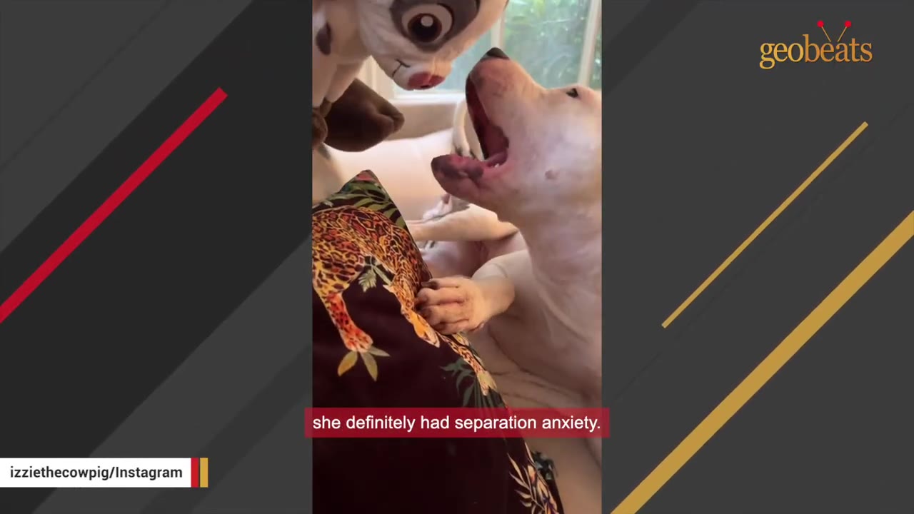 A white dog with its mouth open, appearing to vocalize or show distress, next to a plush toy, with a subtitle reading 'she definitely had separation anxiety.'